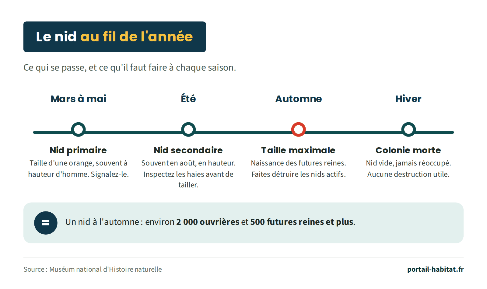 Schéma : le nid de frelon asiatique au fil de l'année. De mars à mai : nid primaire de la taille d'une orange, souvent à hauteur d'homme, à signaler. En été : nid secondaire, souvent en août, en hauteur ; inspecter les haies avant de tailler. En automne : taille maximale et naissance des futures reines ; faire détruire les nids actifs. En hiver : la colonie meurt, le nid vide n'est jamais réoccupé, aucune destruction n'est utile. Un nid à l'automne compte environ 2 000 ouvrières et produit 500 futures reines et plus.