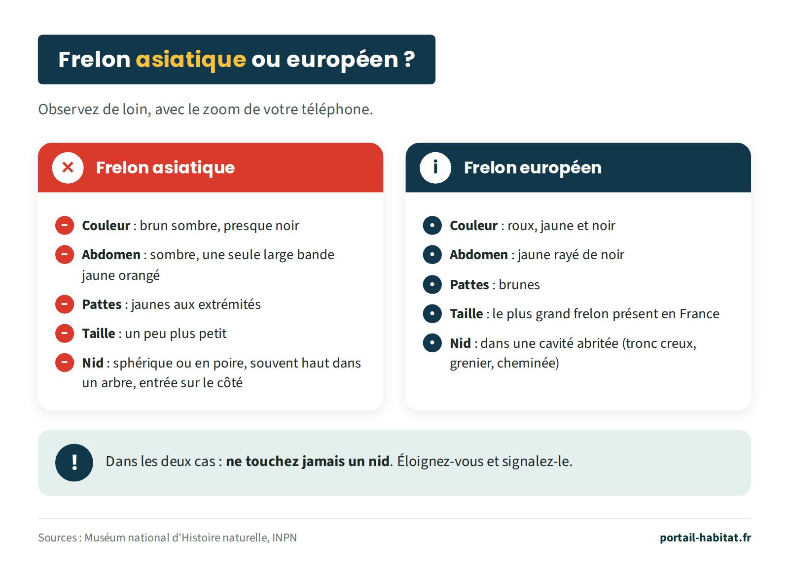 Schéma : frelon asiatique ou européen. Frelon asiatique : couleur brun sombre, presque noir ; abdomen sombre avec une seule large bande jaune orangé ; pattes jaunes aux extrémités ; un peu plus petit ; nid sphérique ou en forme de poire, souvent haut dans un arbre, entrée sur le côté. Frelon européen : roux, jaune et noir ; abdomen jaune rayé de noir ; pattes brunes ; le plus grand frelon présent en France ; nid dans une cavité abritée (tronc creux, grenier, cheminée). Dans les deux cas, ne jamais toucher un nid : s'éloigner et le signaler.